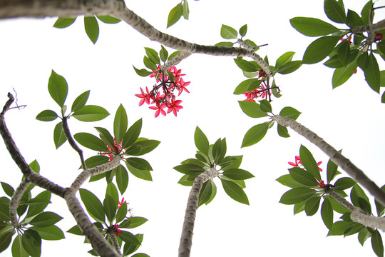 雞蛋花
