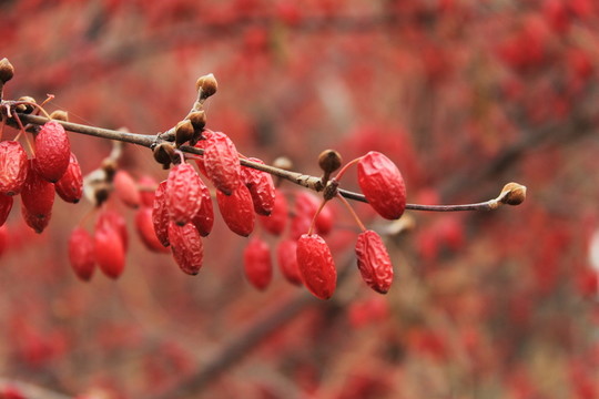 山茱萸