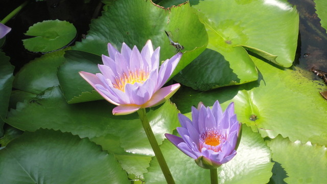 蓮花