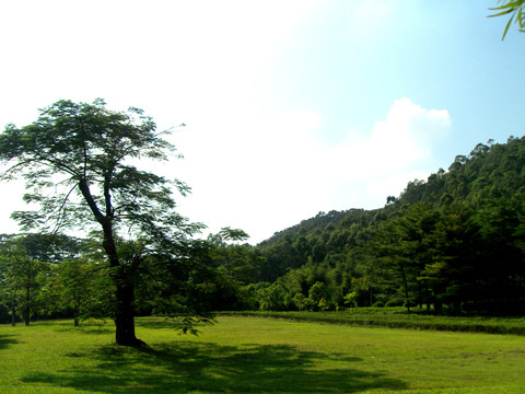 草地 園林