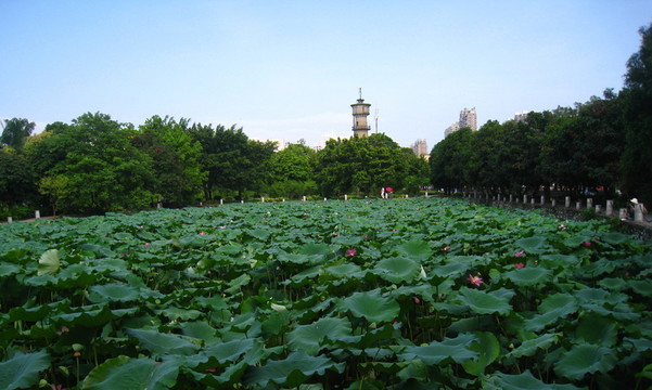 池塘