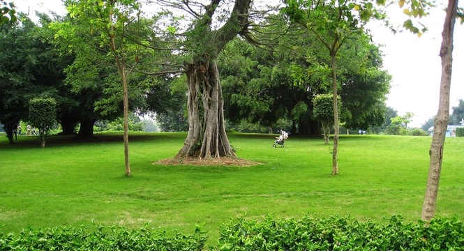 綠