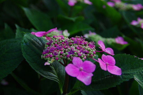繡球