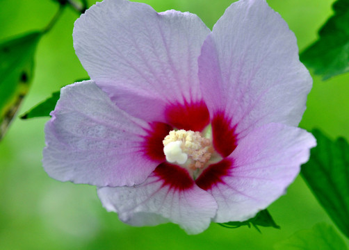 木槿花
