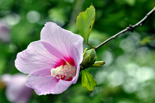 木槿花