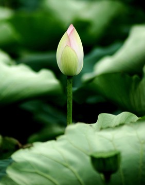 荷花