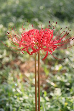 曼珠沙華