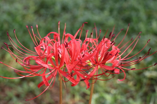 曼珠沙華