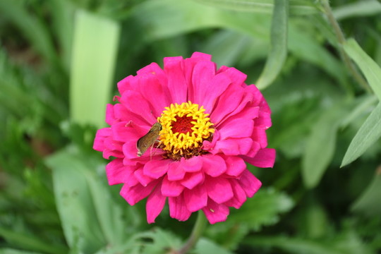 花卉
