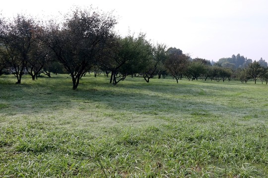 東湖梅園