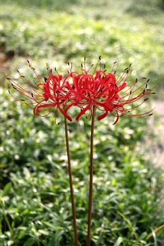曼珠沙華
