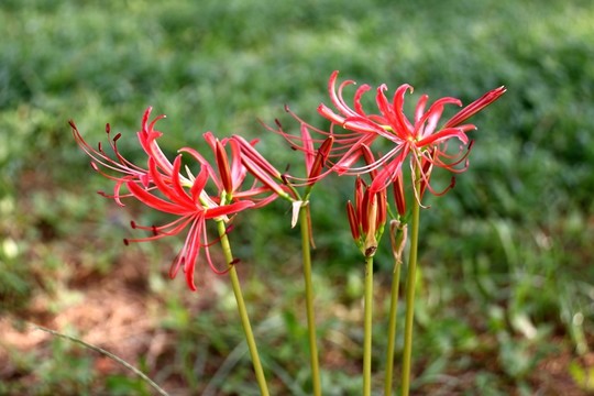 曼珠沙華