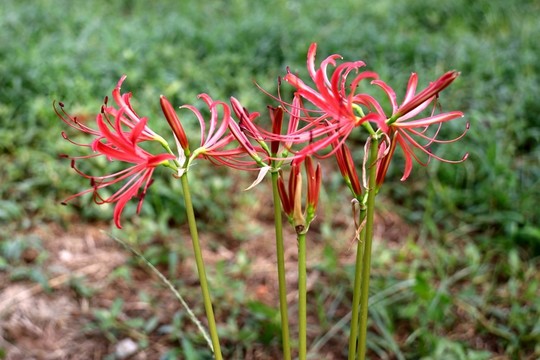 曼珠沙華