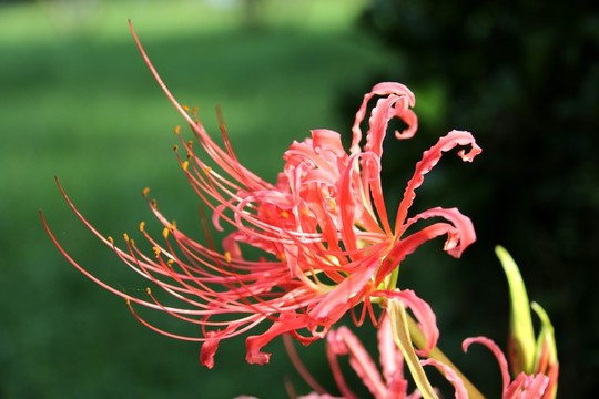 曼珠沙華