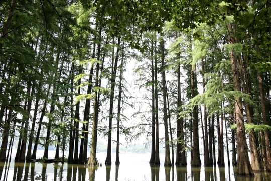 水中杉樹