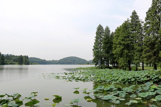 東湖梅園