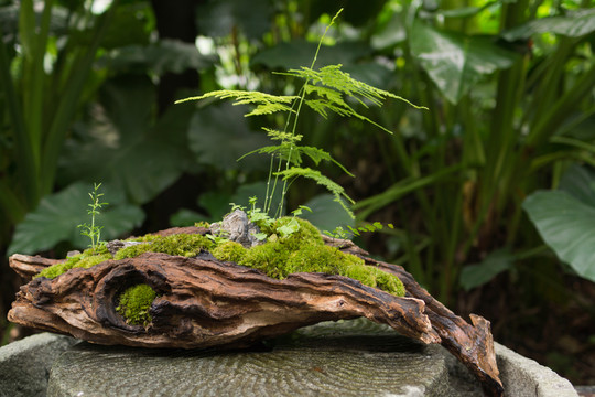藝術(shù)盆景文竹觀賞植物
