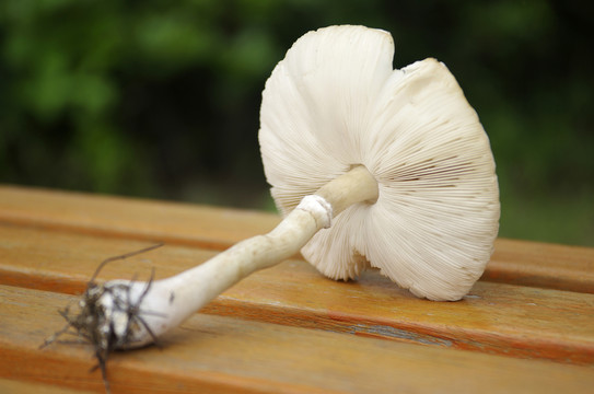 剛采的公園里野生草菇