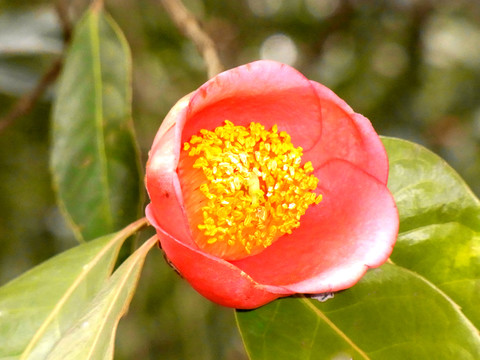 茶花特寫