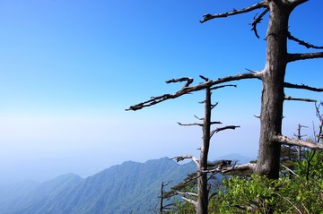 牯牛降 枯樹(shù)
