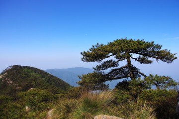 牯牛降 黃山松