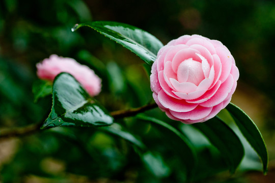 茶花 粉十八學(xué)士