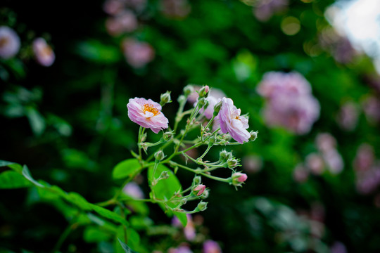 薔薇花
