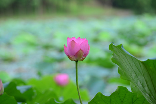 荷花