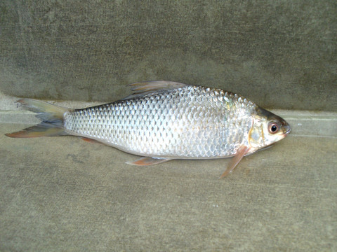 鯪魚