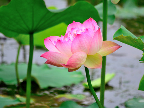 荷花