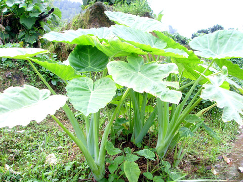 香芋