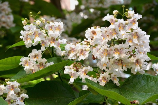 泡桐花