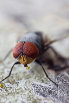 蒼蠅