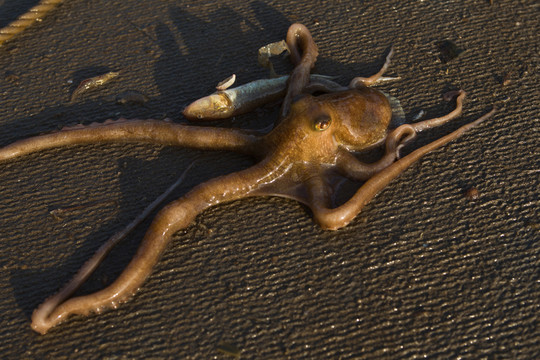 章魚(yú)