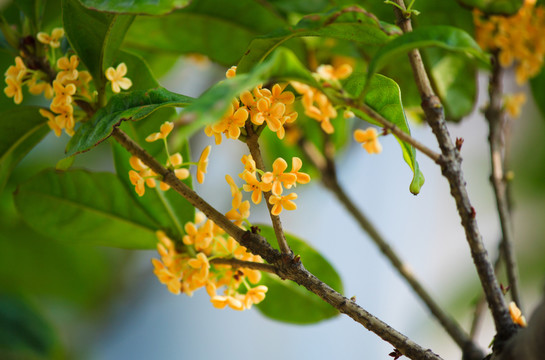 桂花金桂