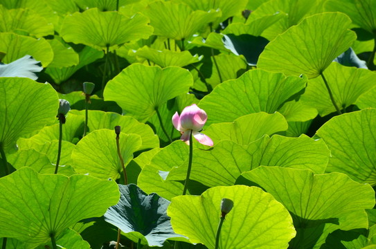陽(yáng)光下荷塘里的荷花與蓮蓬高清