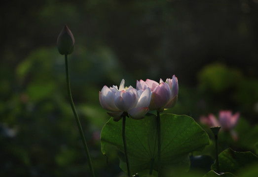 荷花 蓮花