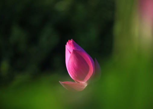 荷花 尖尖角