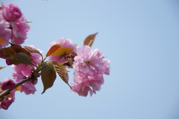櫻花