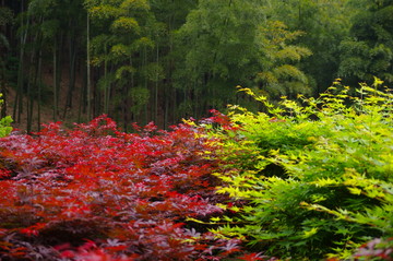 紅楓 青楓