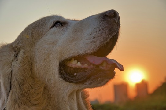 拉布拉多犬