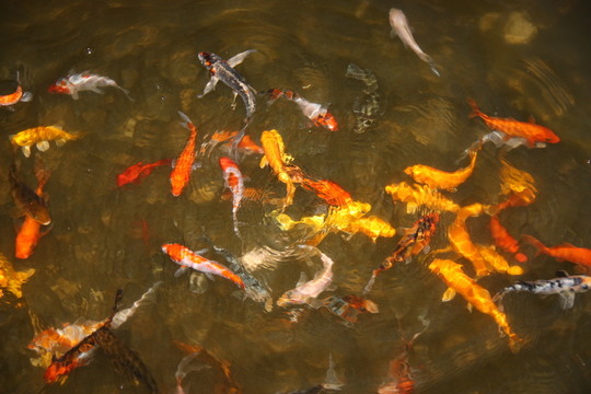 魚