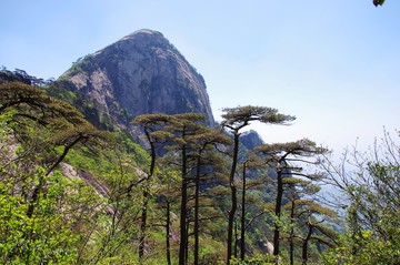 西黃山迎客松
