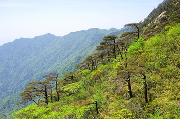 西黃山 牯牛降