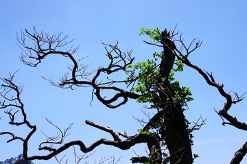 牯牛降 古樹(shù)