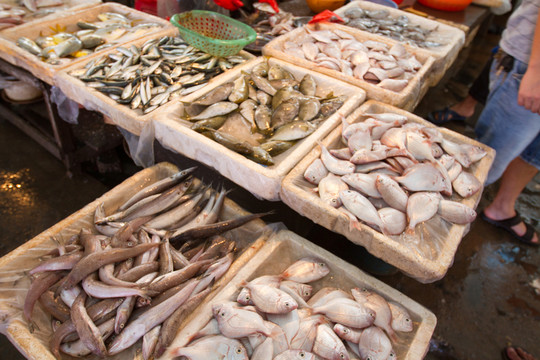 海鮮市場 海魚
