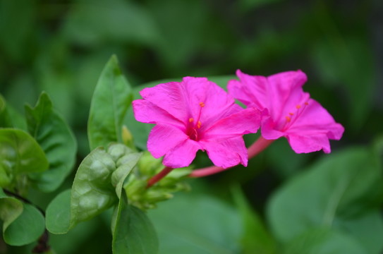 燒湯花花朵