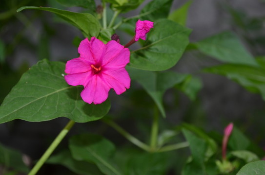 胭脂紅花