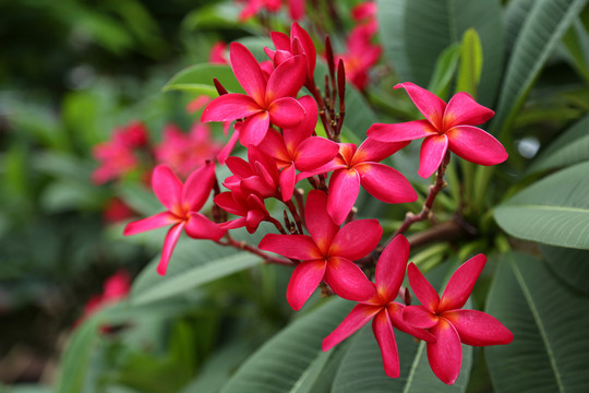 雞蛋花