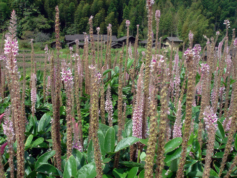 狐貍尾 大坑藥材種植基地
